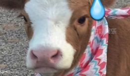 娱乐吃瓜酱高清,揭秘娱乐圈幕后故事